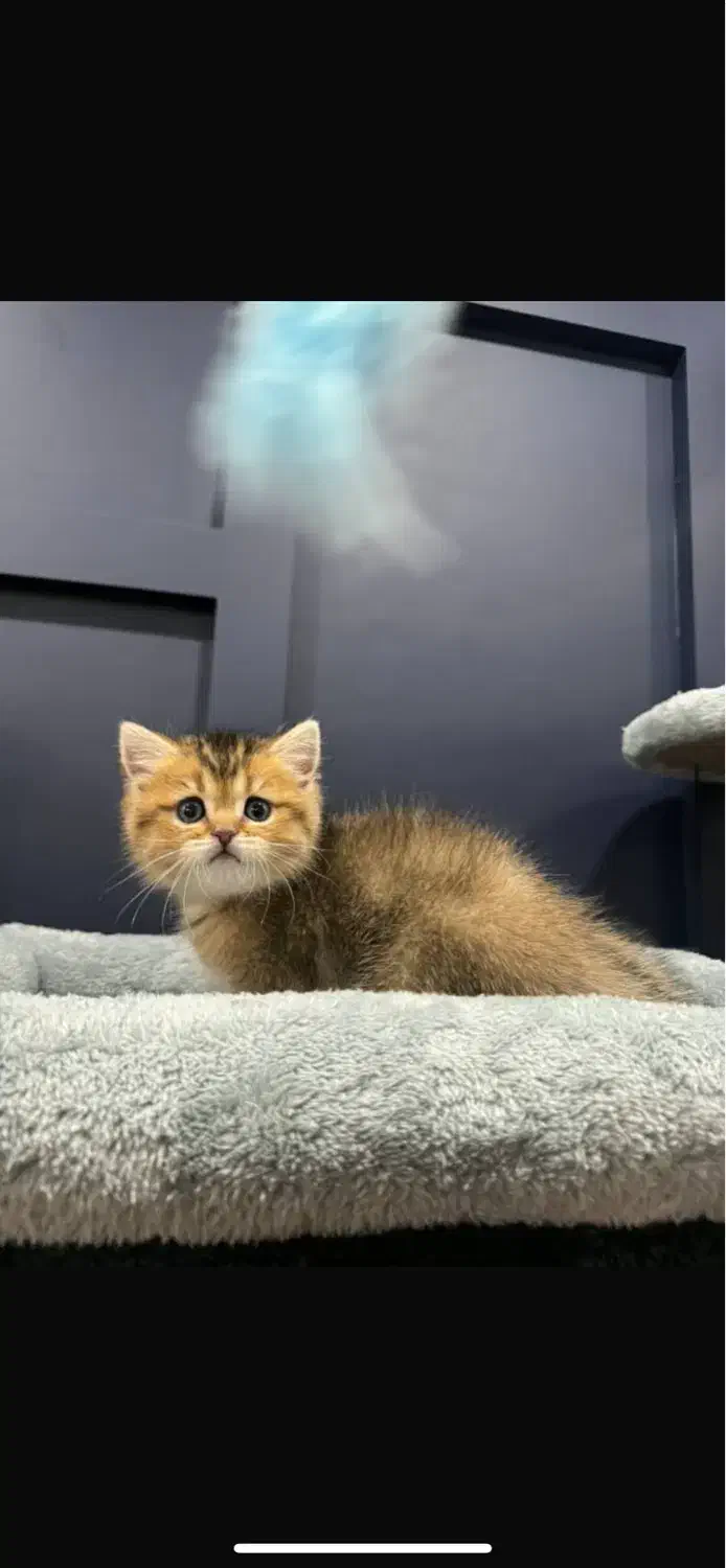 گربه های زیبا و اصیل|گربه|شیراز, فرهنگ شهر|دیوار