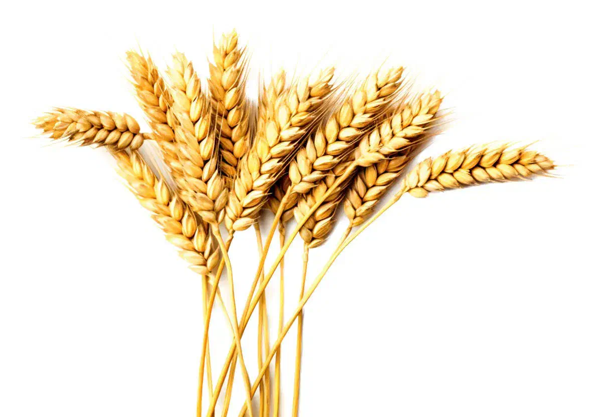 بذر گندم حیدری اصلاح شده|خدمات باغبانی و درختکاری|سراب, |دیوار