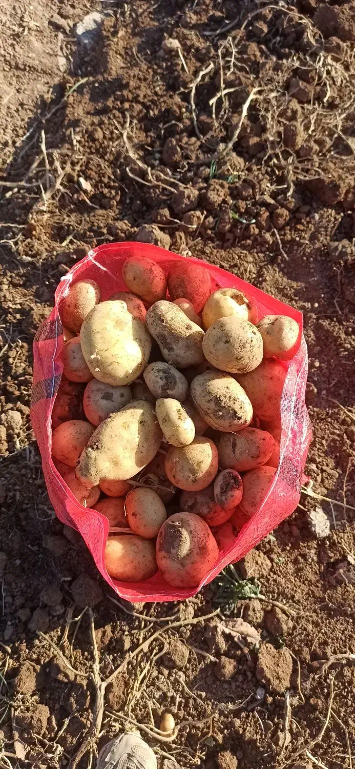 سیب زمینی ارگانیک بدون هیچ سمی|خوردنی و آشامیدنی|کلیائی, |دیوار