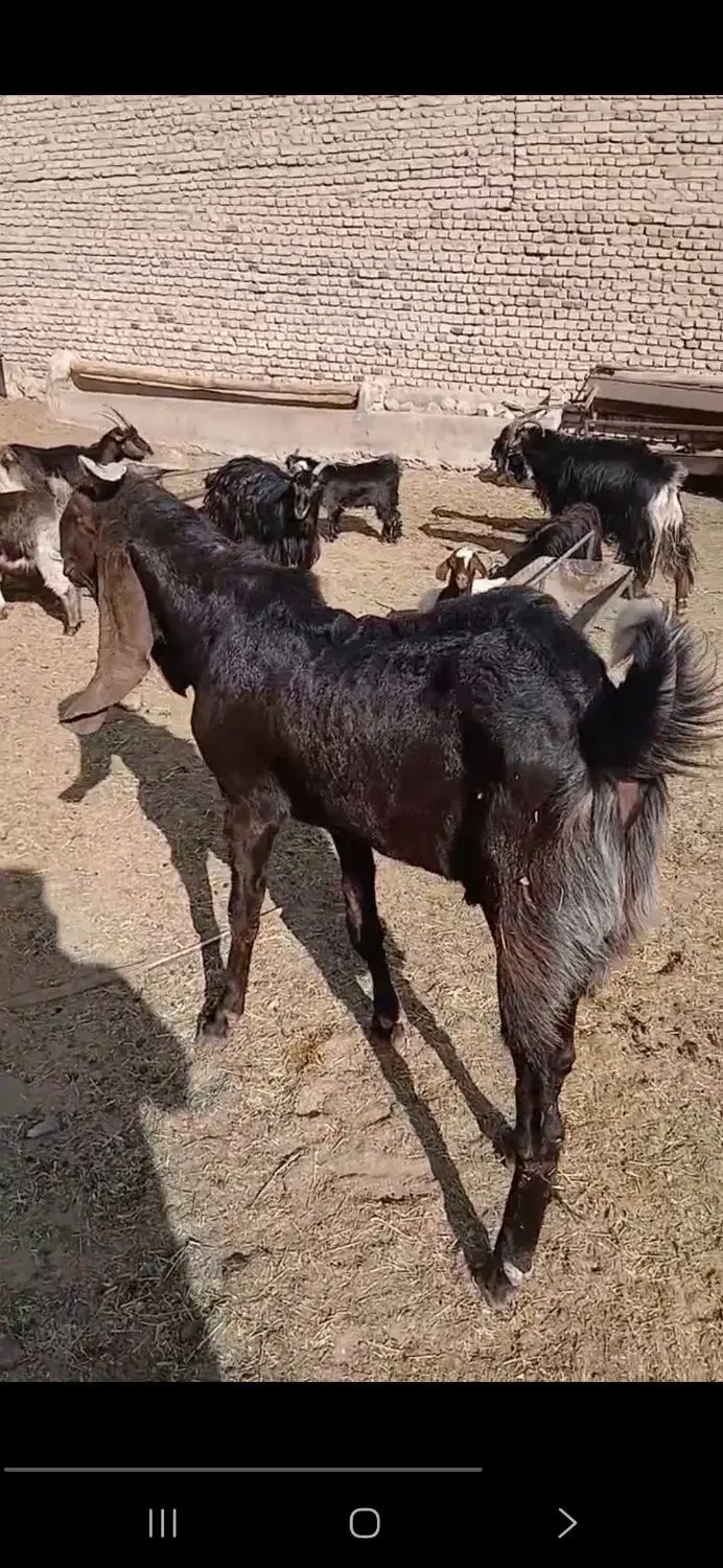 نربز پاکستانی جهت معاوضه با میش یا بره ماده|حیوانات مزرعه|پاکدشت, پارچین|دیوار