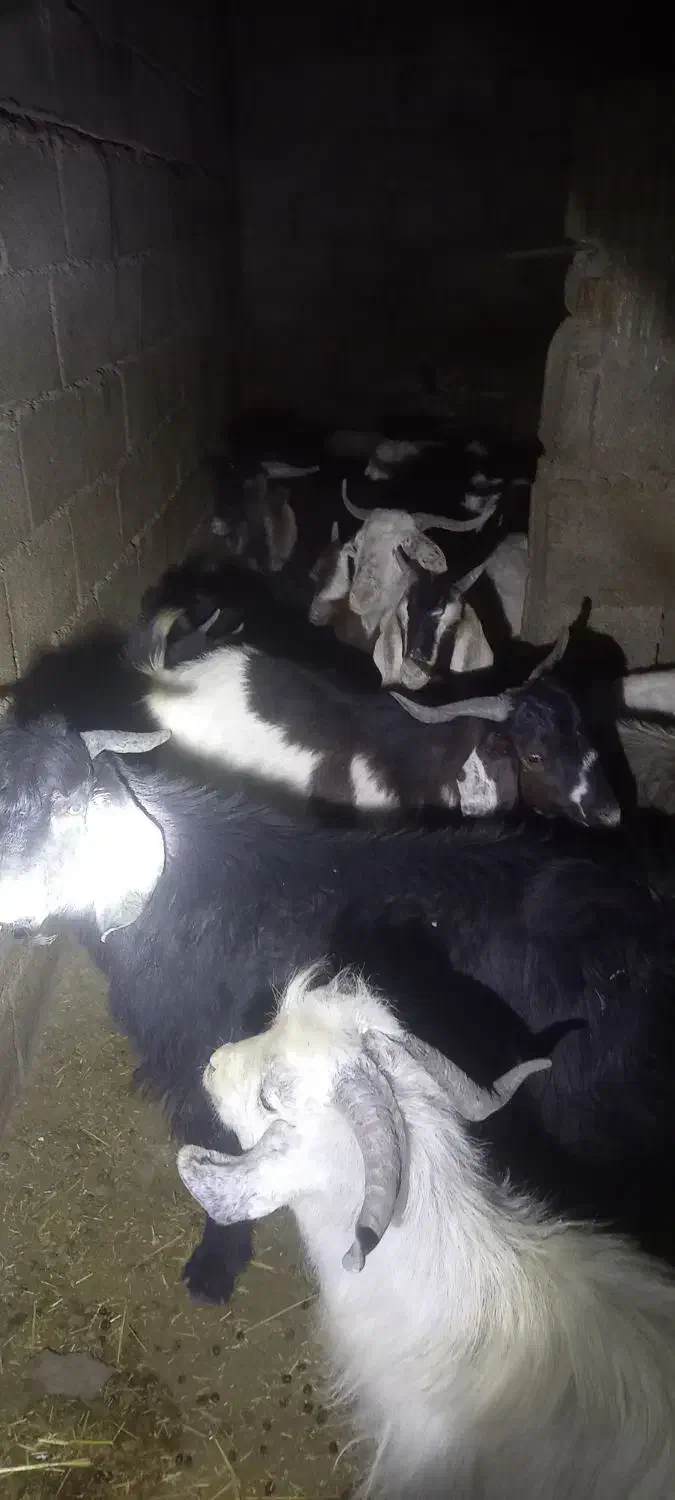 فروش چند راس چپش|حیوانات مزرعه|دورود, |دیوار