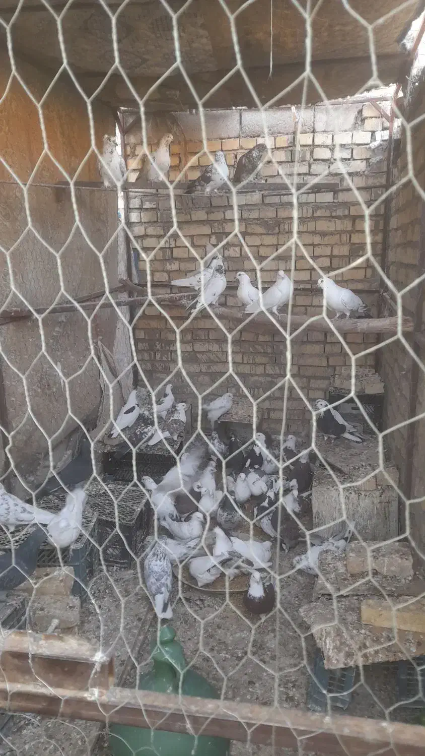 کبوتر|پرنده|رامشه, |دیوار