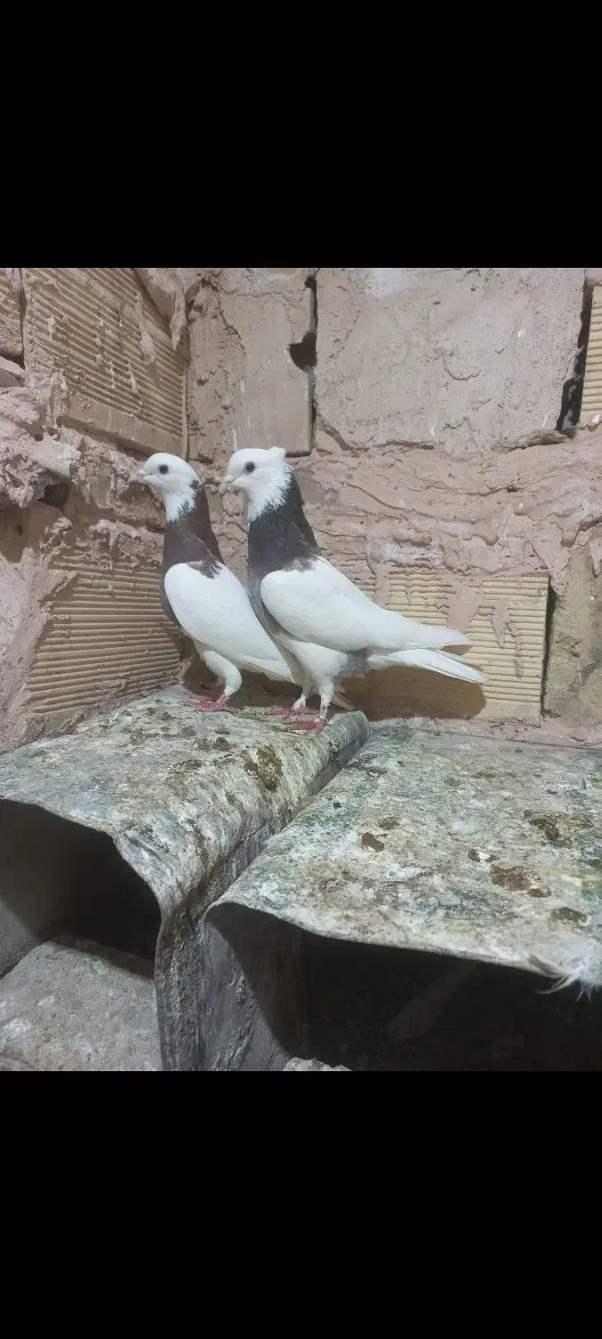 کبوتر طوقی،ساده،خارا|پرنده|سبزوار, امیر کبیر|دیوار