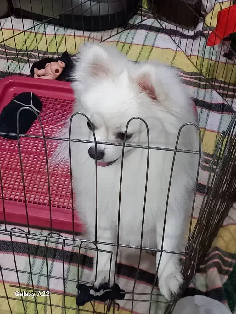 پامرین|سگ|پاکدشت, پاکدشت (مامازند)|دیوار