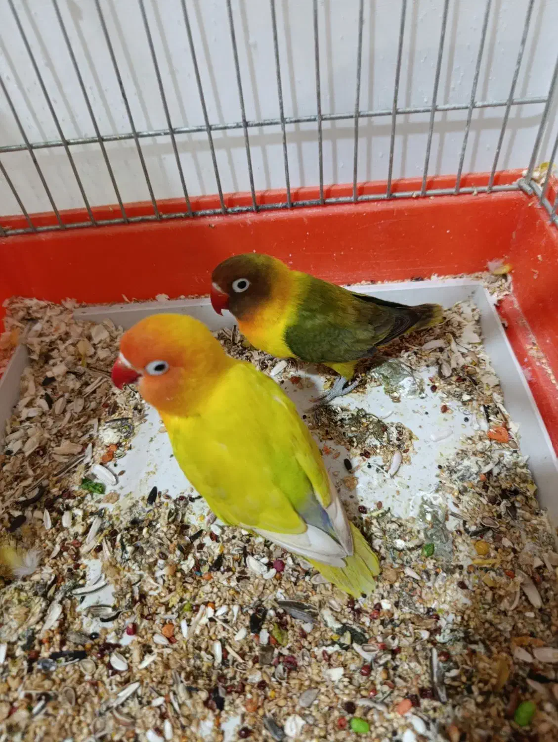 پرنده|پرنده|سرپل ذهاب, |دیوار