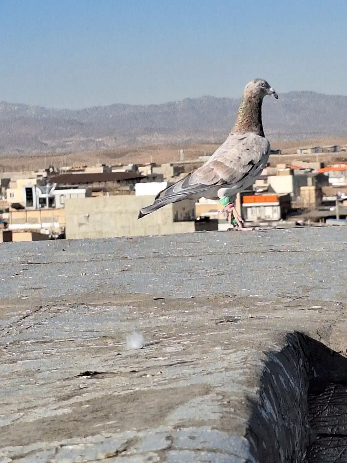 هفرنگ خطی|پرنده|محمدیه-قزوین, |دیوار