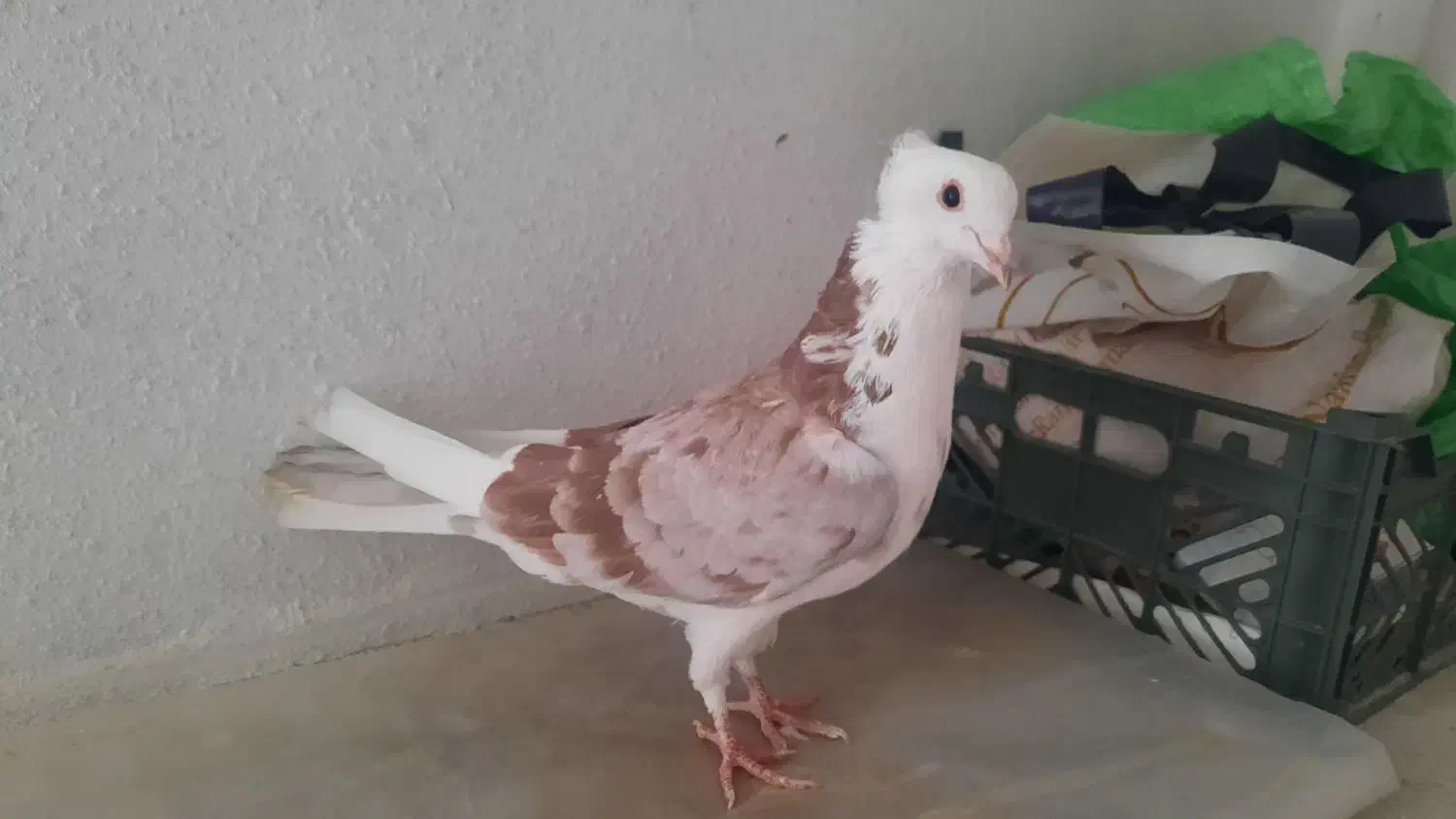 ۳تا کفتر غریبگیری|پرنده|تهران, دانشگاه شریف|دیوار