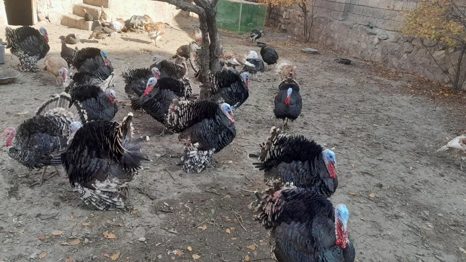 گوشتی|حیوانات مزرعه|مشگین شهر, |دیوار