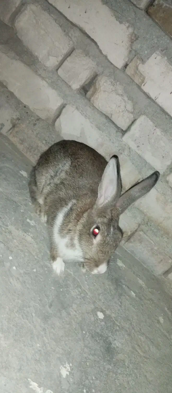 یک عدد خرگوش بزرگ ماده|موش و خرگوش|سراوان, |دیوار