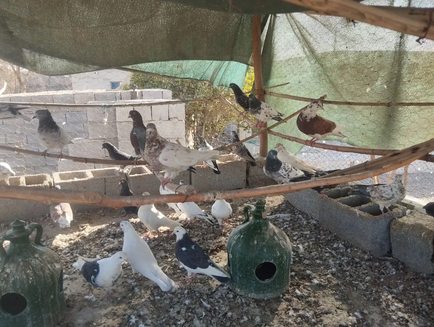 کفتر|پرنده|تخت, |دیوار