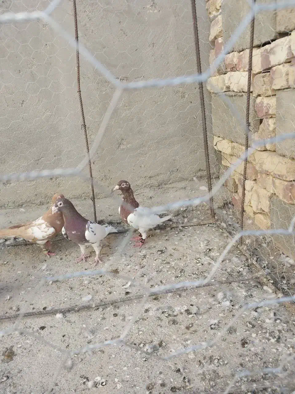 کارل|پرنده|کرباسک, |دیوار