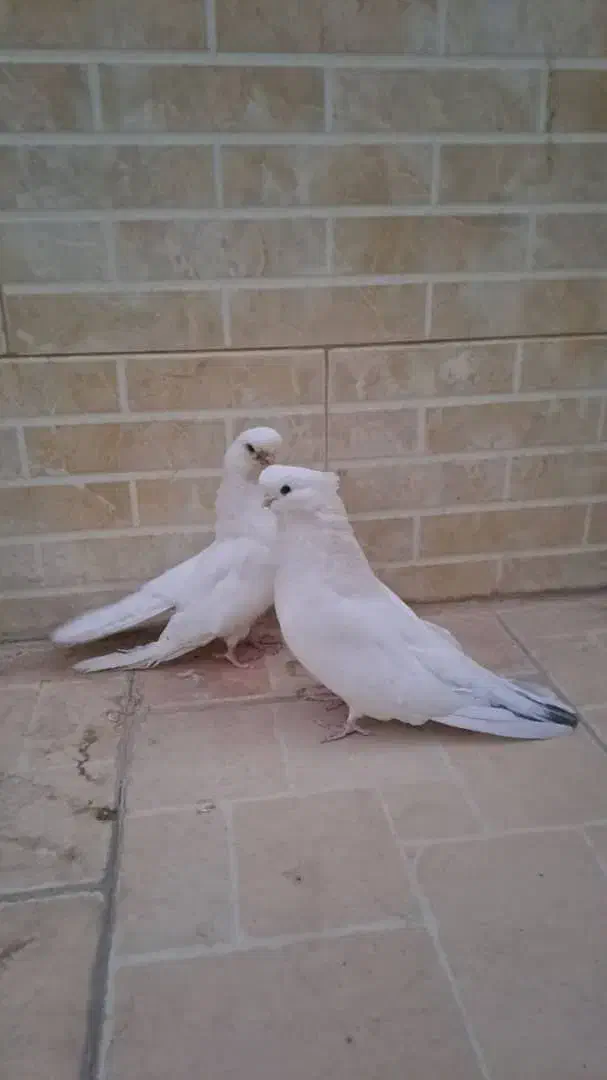 کفتر پلاکی|پرنده|جیرفت, |دیوار