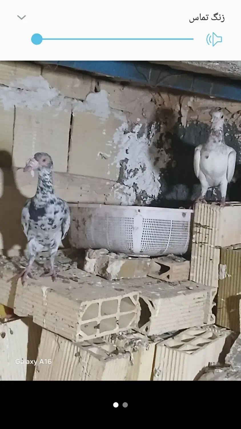 کفترکاریر|پرنده|مشهد, تلگرد|دیوار