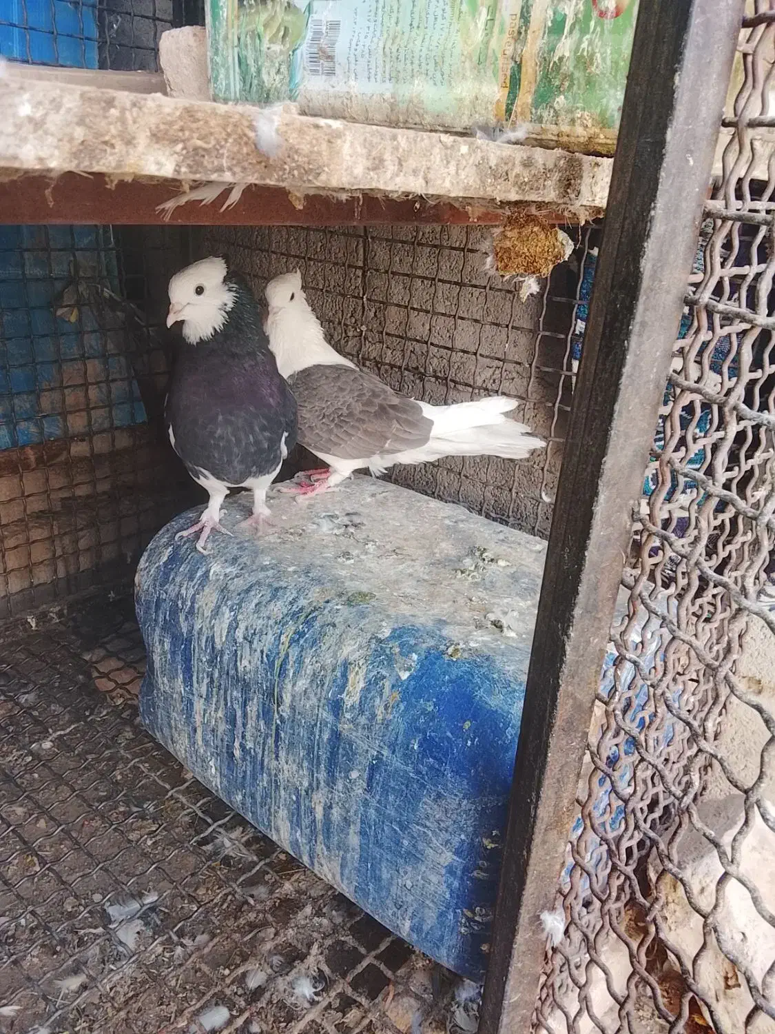 کبوتر|پرنده|فهرج, |دیوار