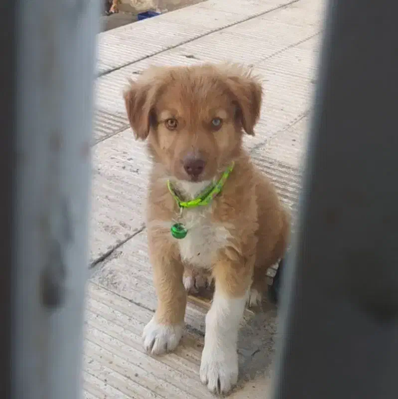 سگ -نگهبان-باهوش|سگ|سراجو, |دیوار