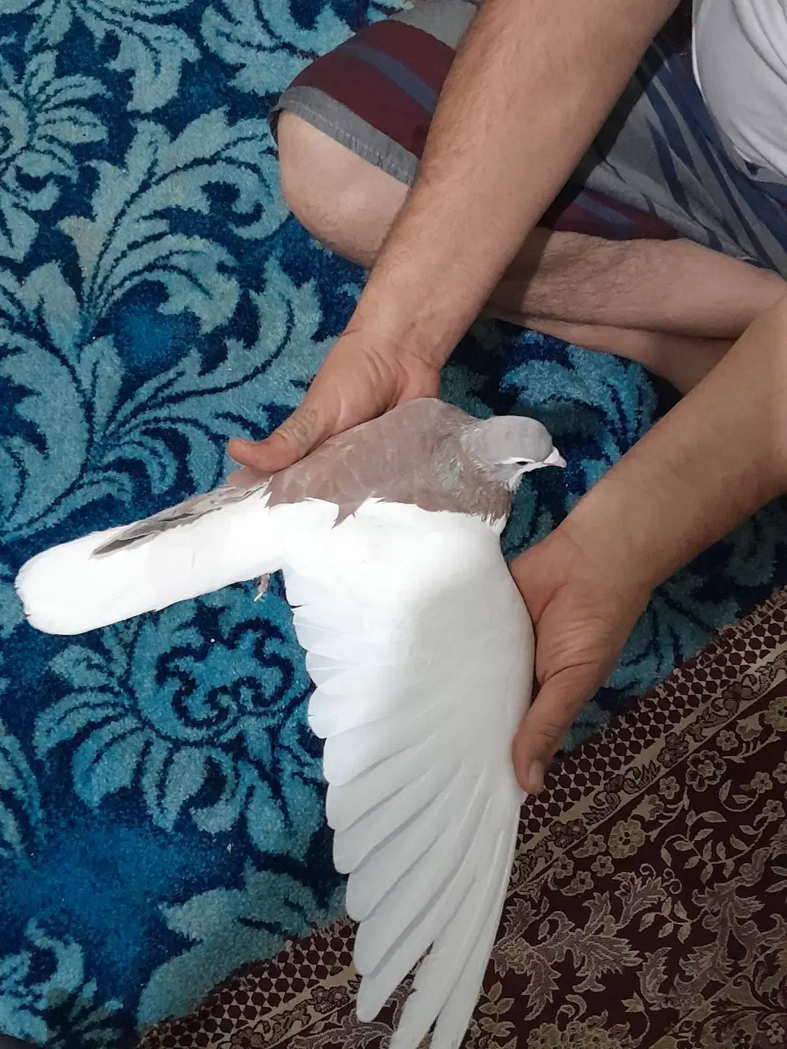 چپ سرخ خاله سیاه دار|پرنده|مشهد, بهمن|دیوار