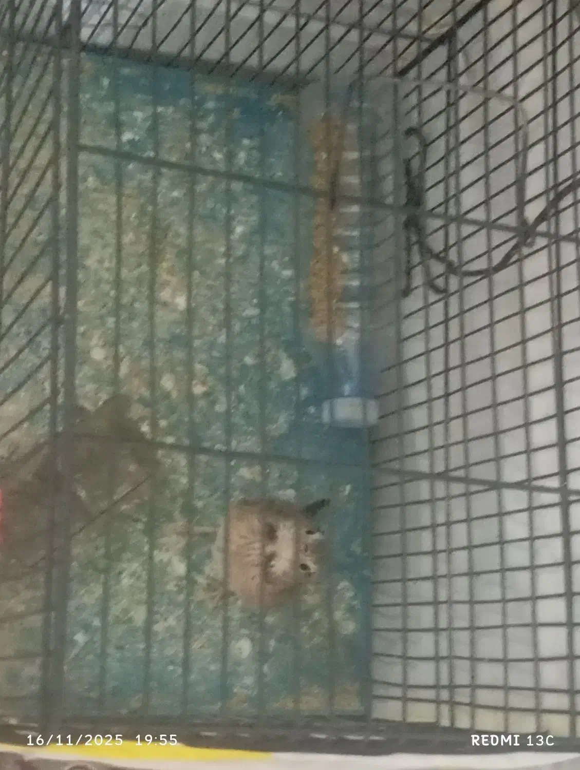 پرنده|پرنده|کرمان, |دیوار