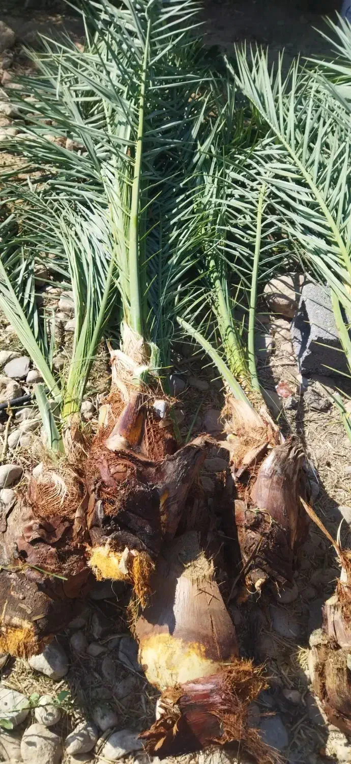 پاجوش خرما|گل و گیاه طبیعی|نورآباد ممسنی, |دیوار