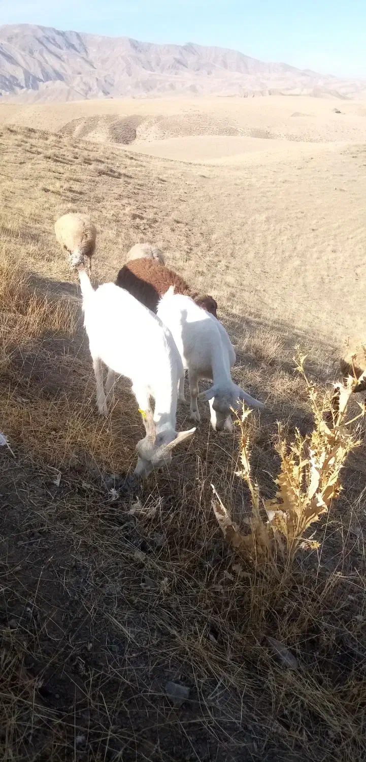 بز سانن ونر بز سانن|حیوانات مزرعه|درگز, |دیوار