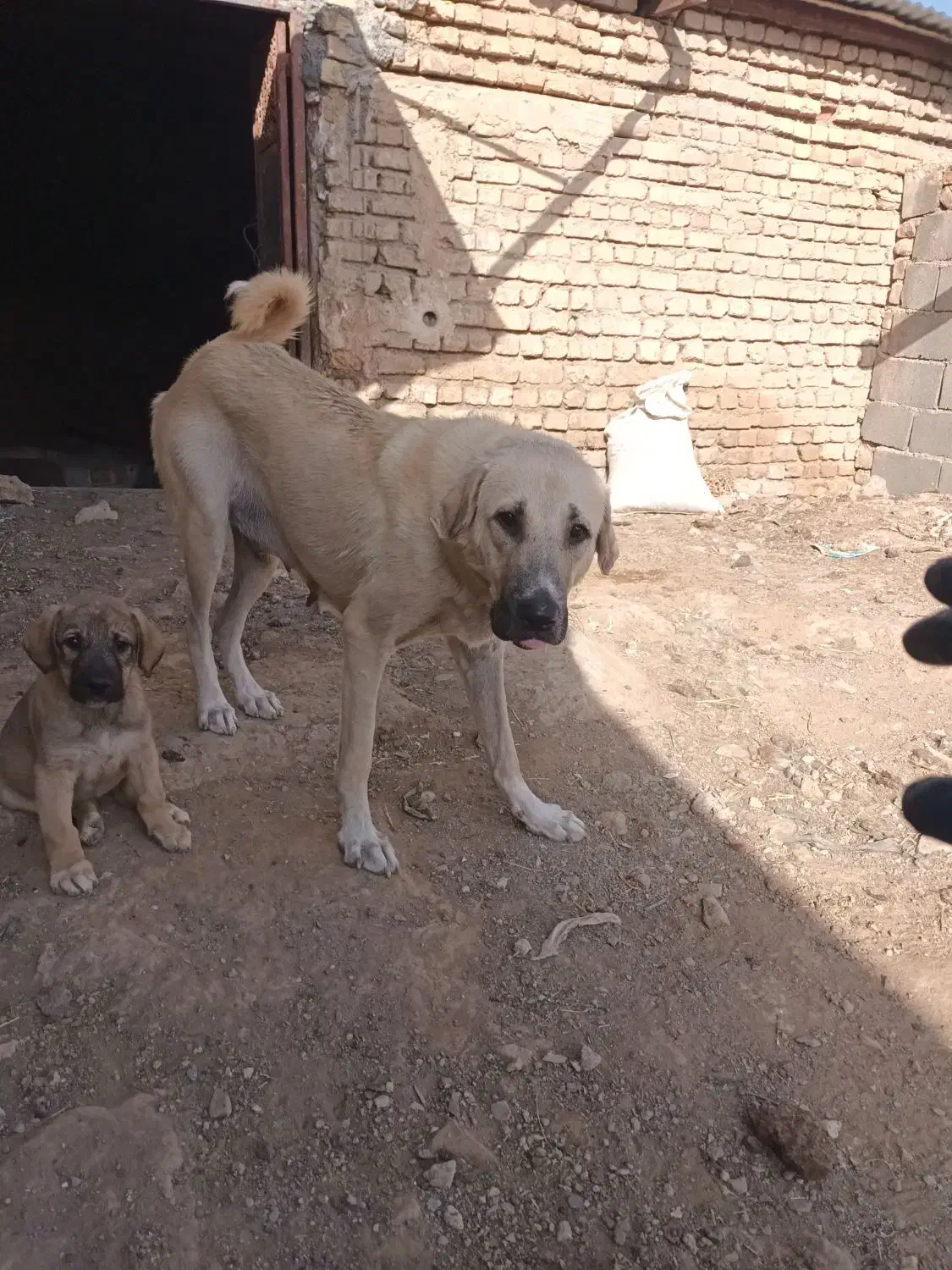 سگ پژدر و سرابی|سگ|گلپایگان, |دیوار