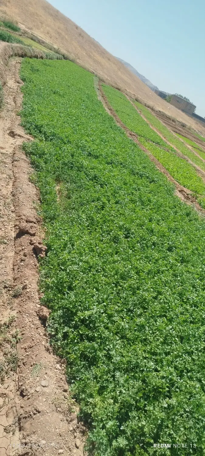 سبزی|حراج|سنندج, |دیوار