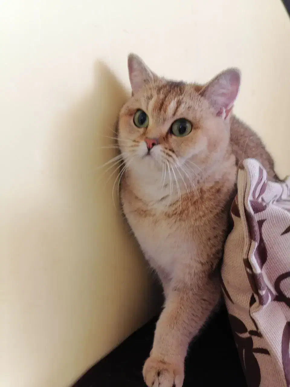 گربه اسکاتیش نر|گربه|تهران, سید خندان (جلفا)|دیوار