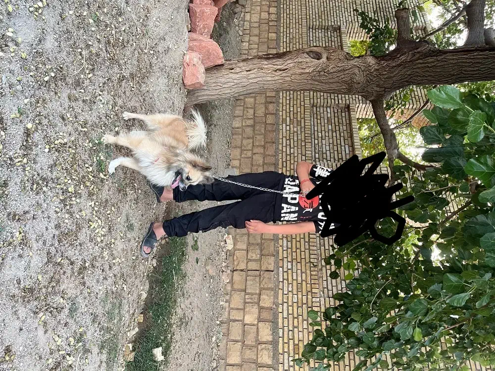 دزدیده شده|حیوانات|اسفراین, |دیوار