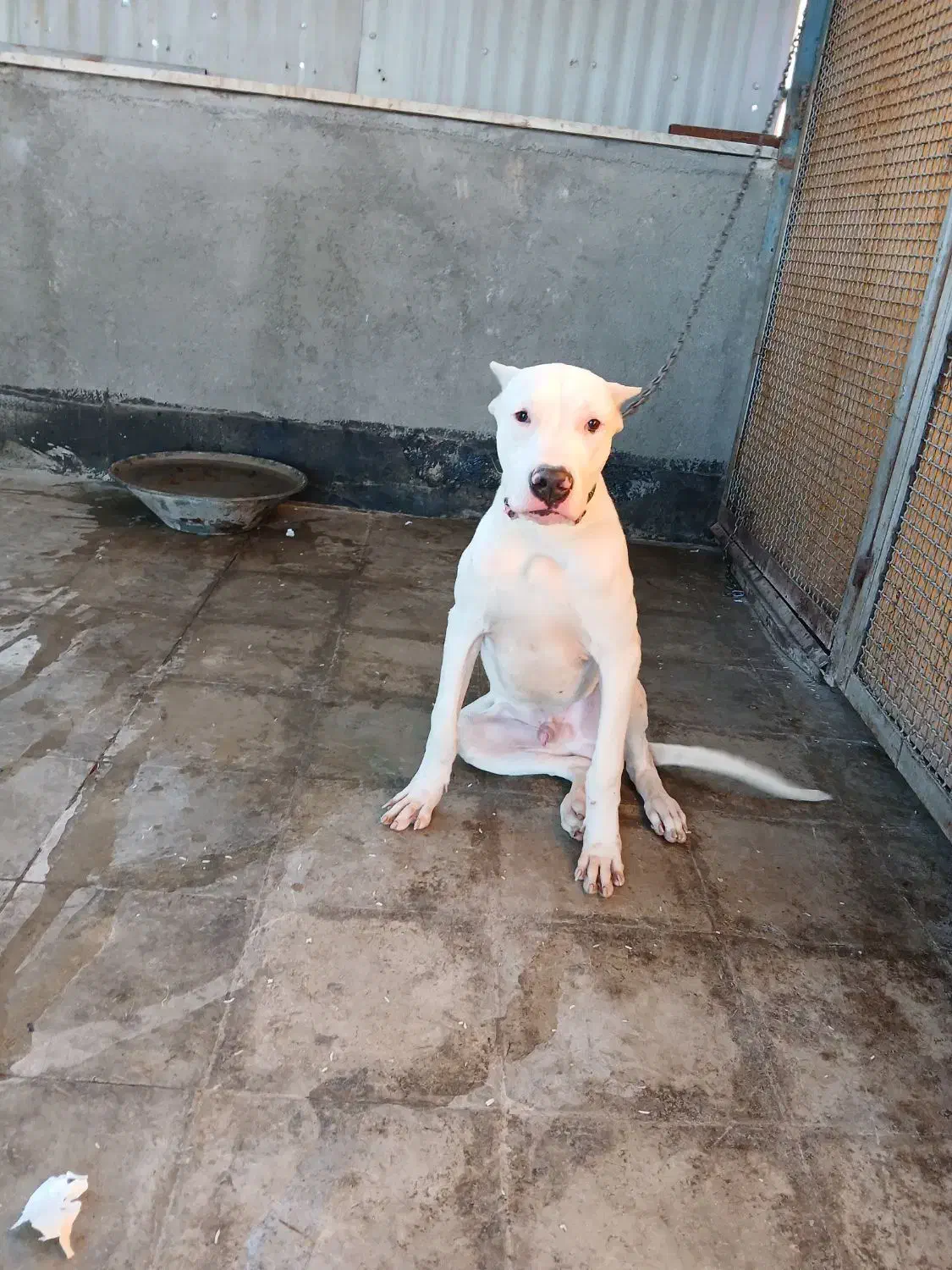 دوگوارژانتینی|سگ|رباط‌کریم, شهرک صنعتی نصیرآباد|دیوار