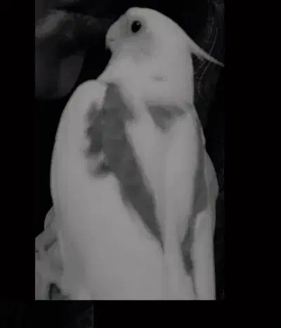 عروس هلندی گم شده|حیوانات|بندر امام خمینی, |دیوار