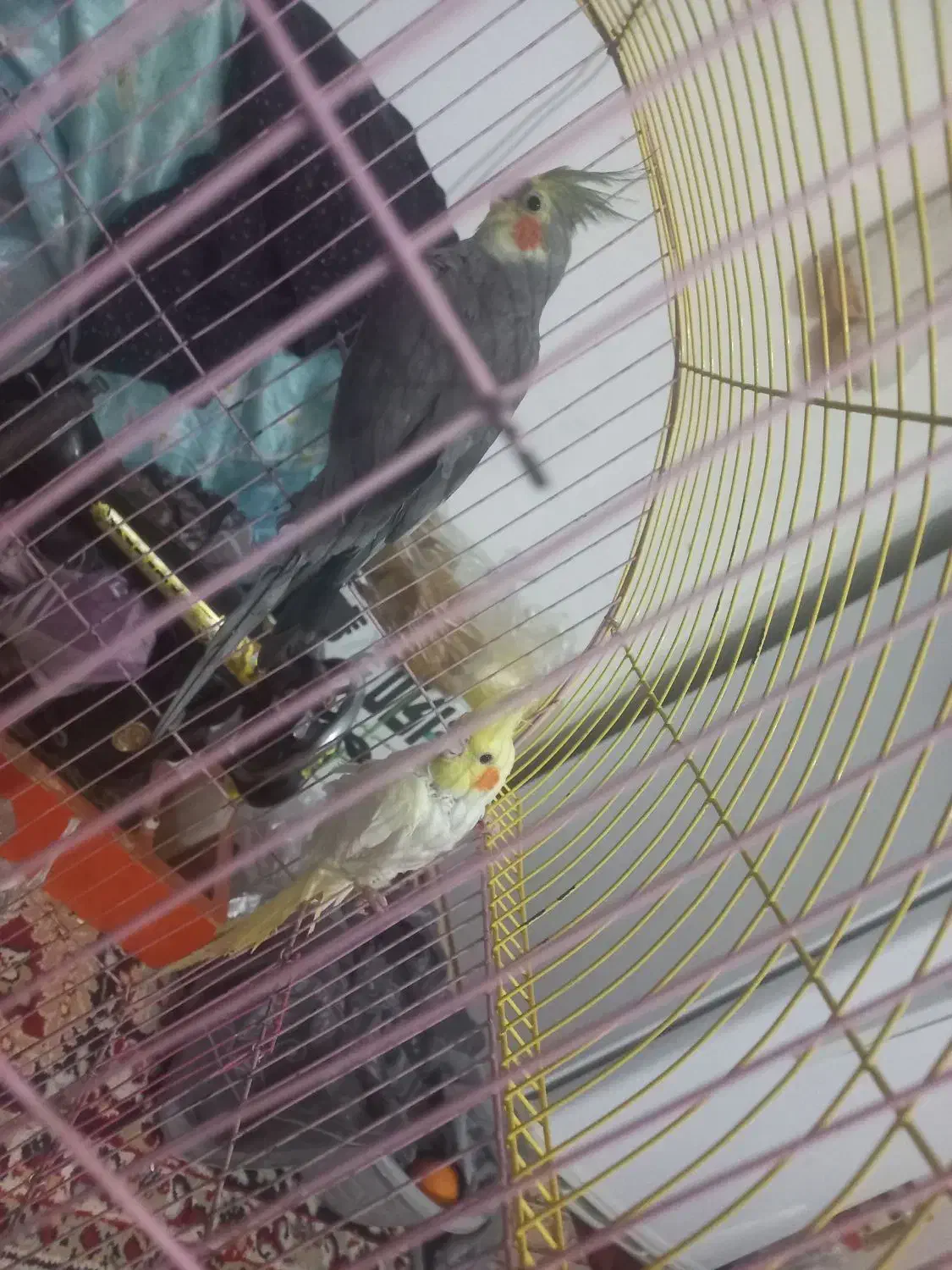 دوعدد عروس هلندی ۹۰۰|پرنده|کلاله, |دیوار