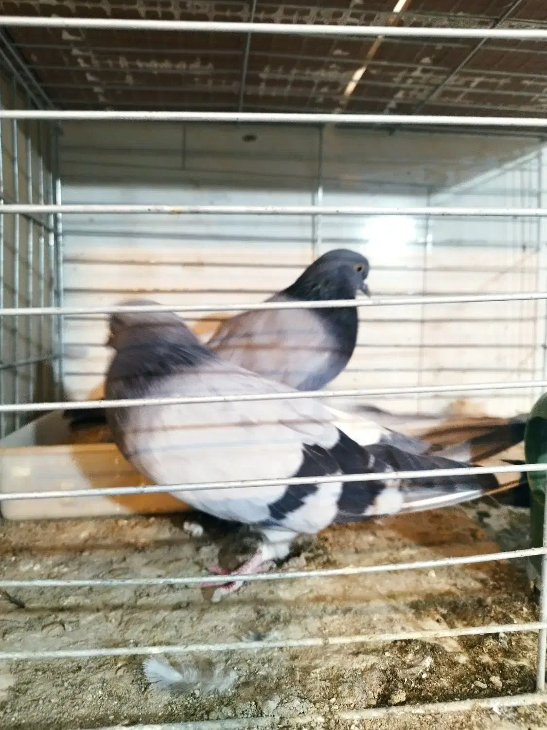 کبوتر سربری|پرنده|مبارکه, |دیوار