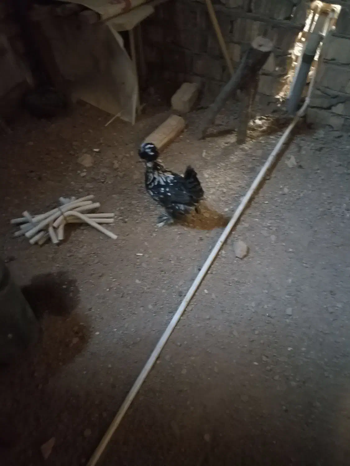 تزیینی|حیوانات مزرعه|قم, امامزاده ابراهیم|دیوار