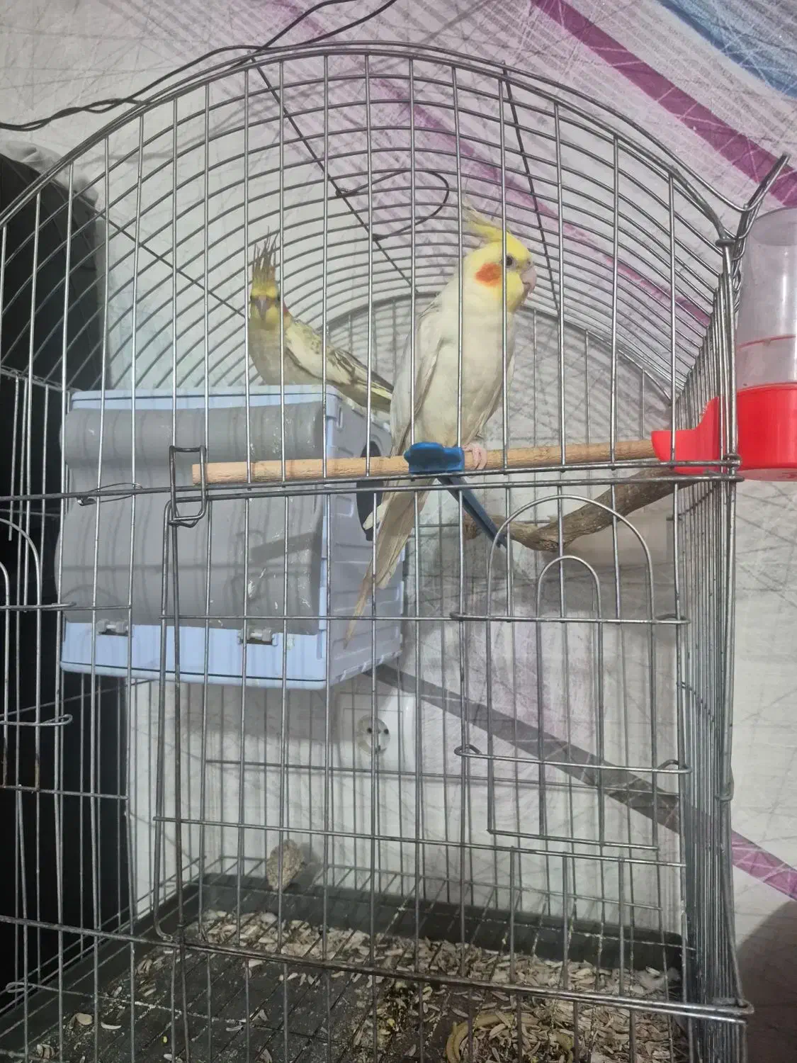 یک جفت عروس هلندی|پرنده|طبس, |دیوار