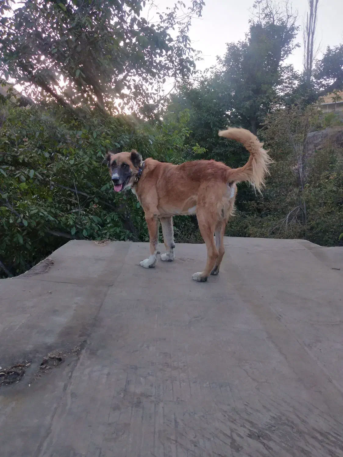 سگ سرابی و خراسانی گله ای و نگهبان|سگ|مشهد, کوی المهدی|دیوار