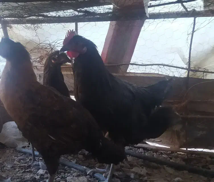 مرغ خروس معاوضه با سهره  عروس هلندی|پرنده|کوهمره, |دیوار