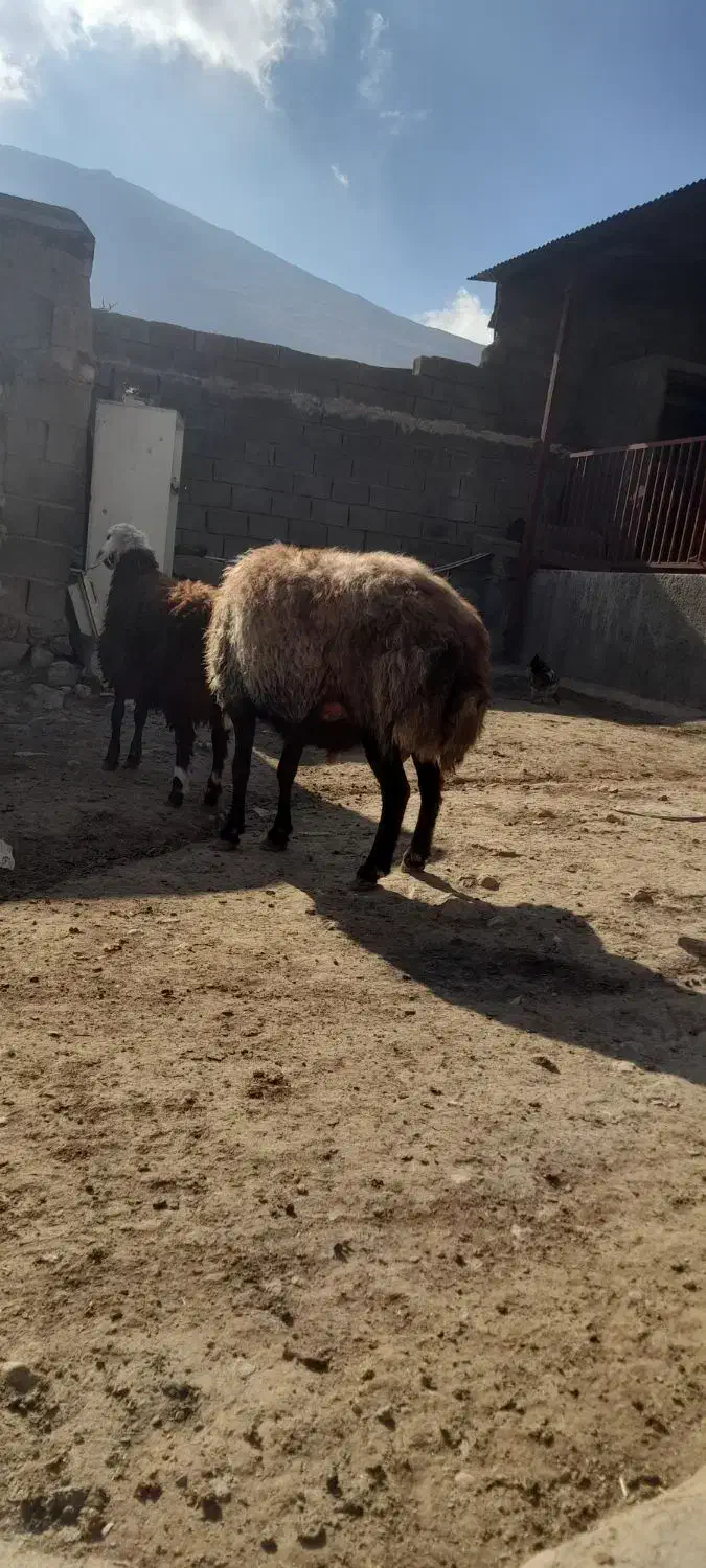 قوچافشاری|حیوانات مزرعه|هرسین, |دیوار