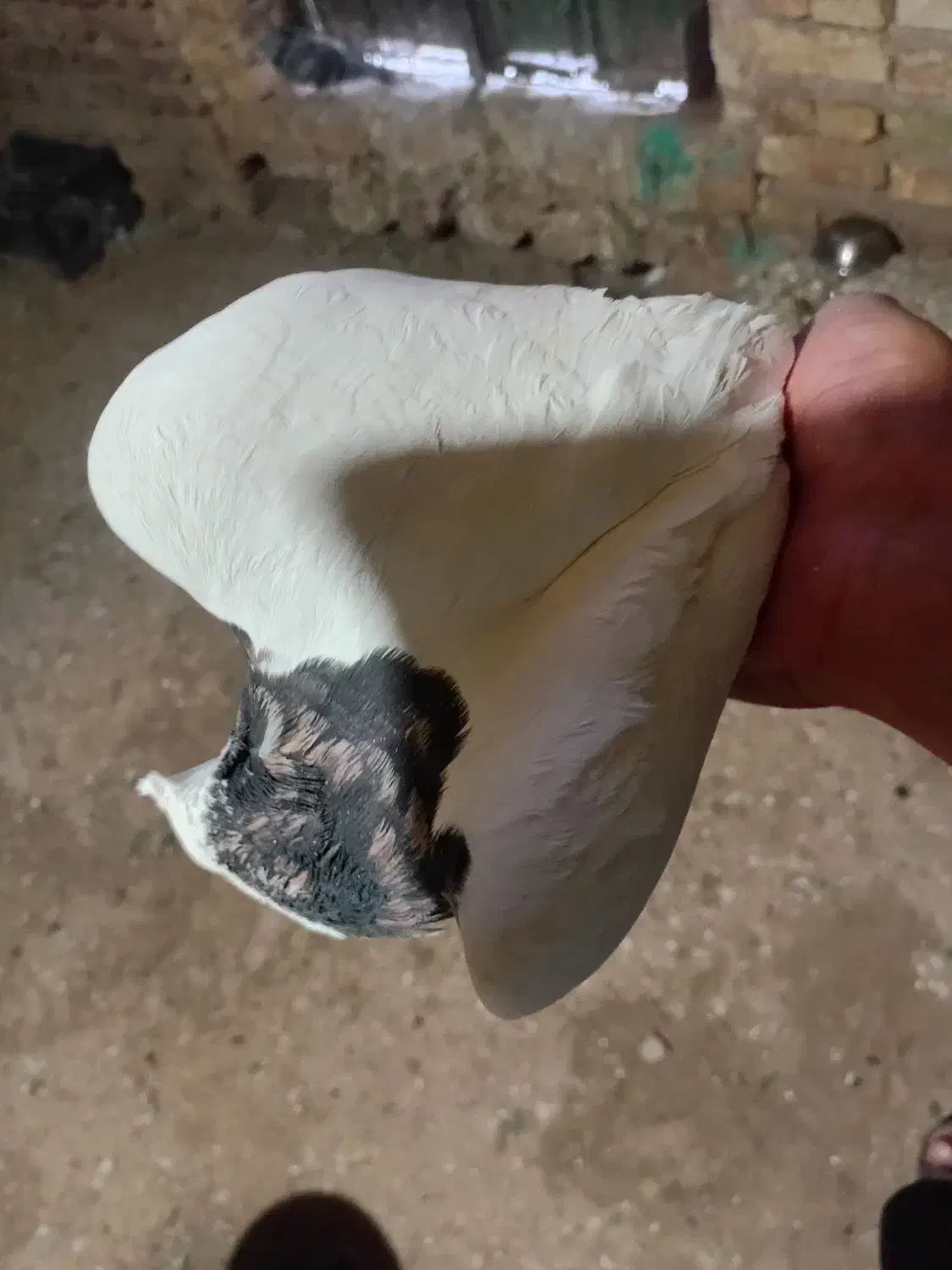 کفتر|پرنده|خانمیرزا, |دیوار