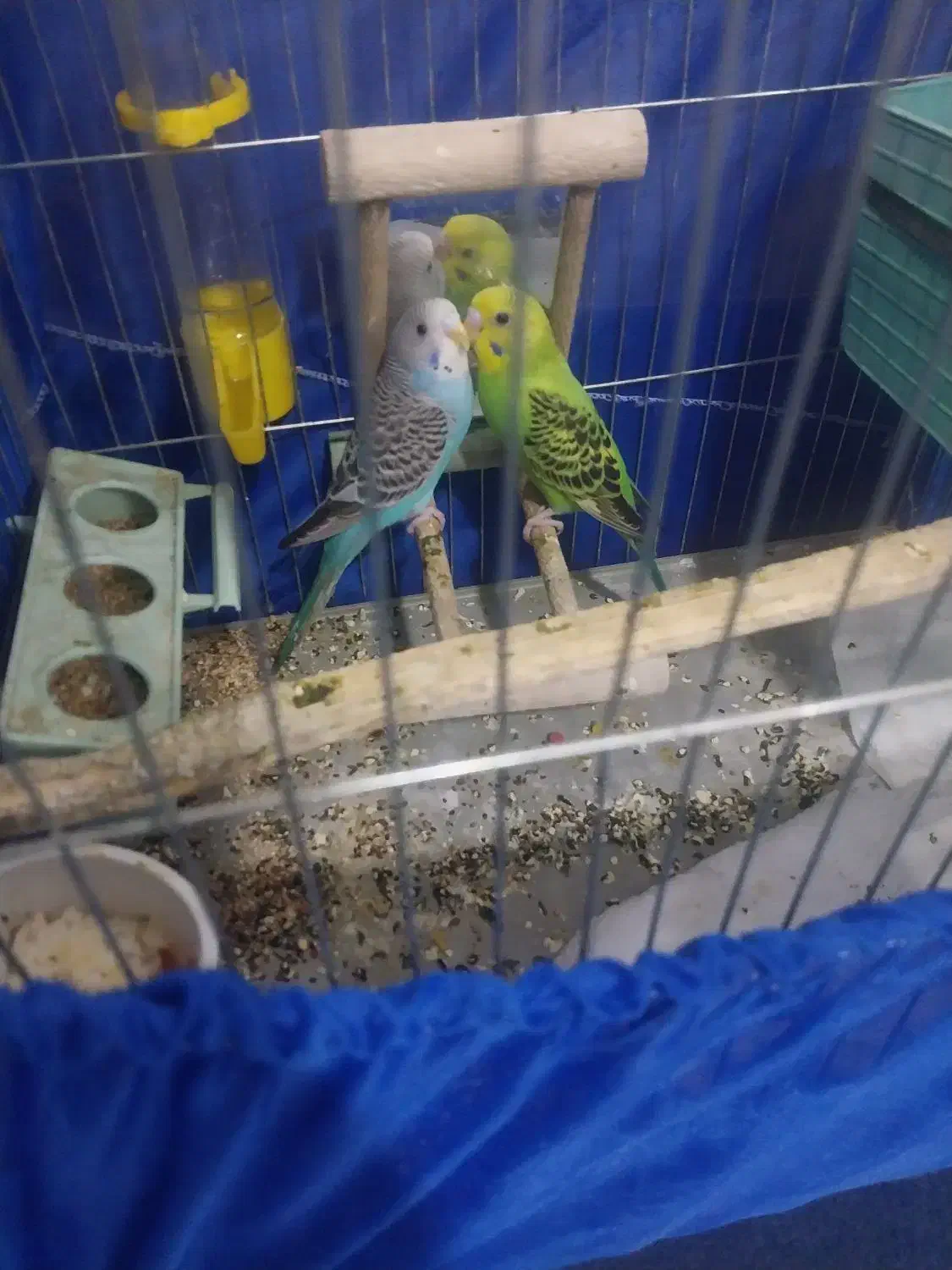 مرغ عشق|پرنده|تهران, خزانه|دیوار