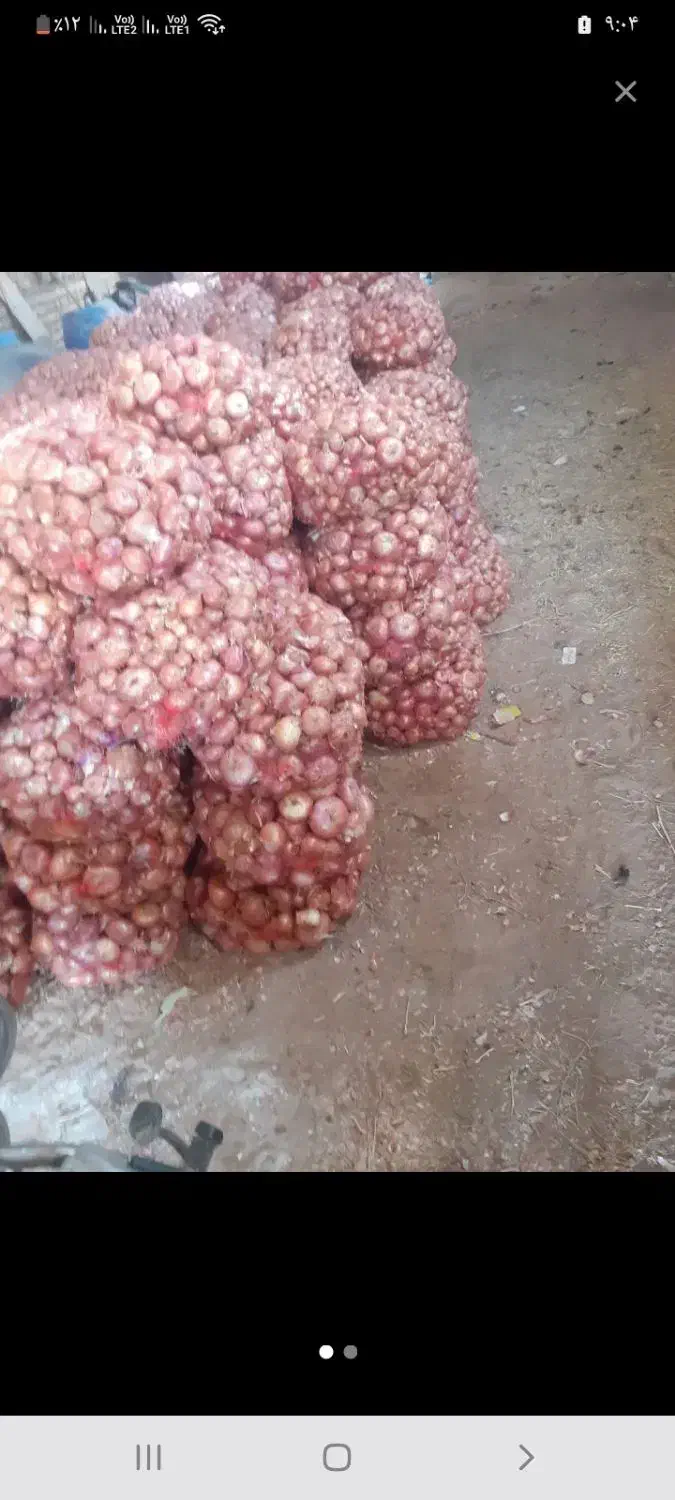 پیازمحلی درجه یک شناط|عمدهفروشی|ابهر, |دیوار