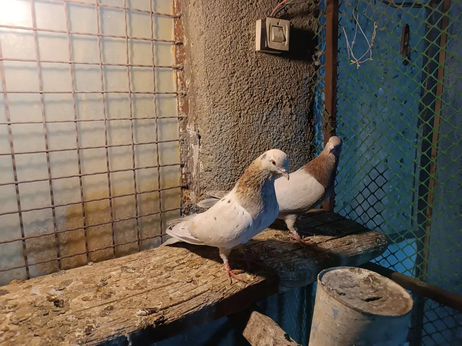 کبوتر دو عدد طوقی دو عدد سورر هما|پرنده|مشکین‌دشت, |دیوار