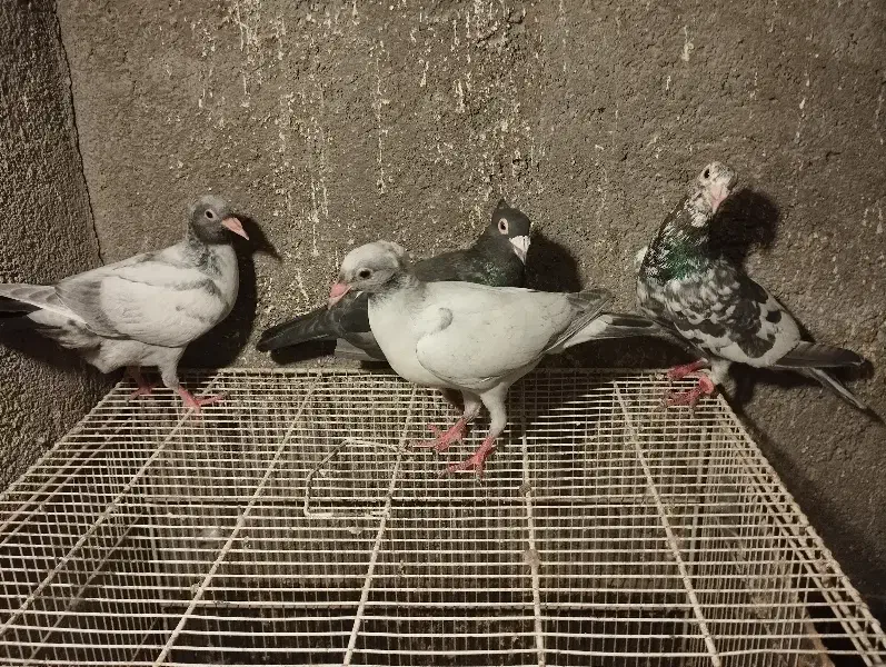 کبوترسار|پرنده|شاندیز, |دیوار