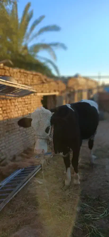 سوسنگرد|حیوانات مزرعه|سوسنگرد, |دیوار