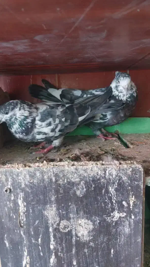 ۸عدد کفتر|پرنده|تهران, انبار نفت|دیوار