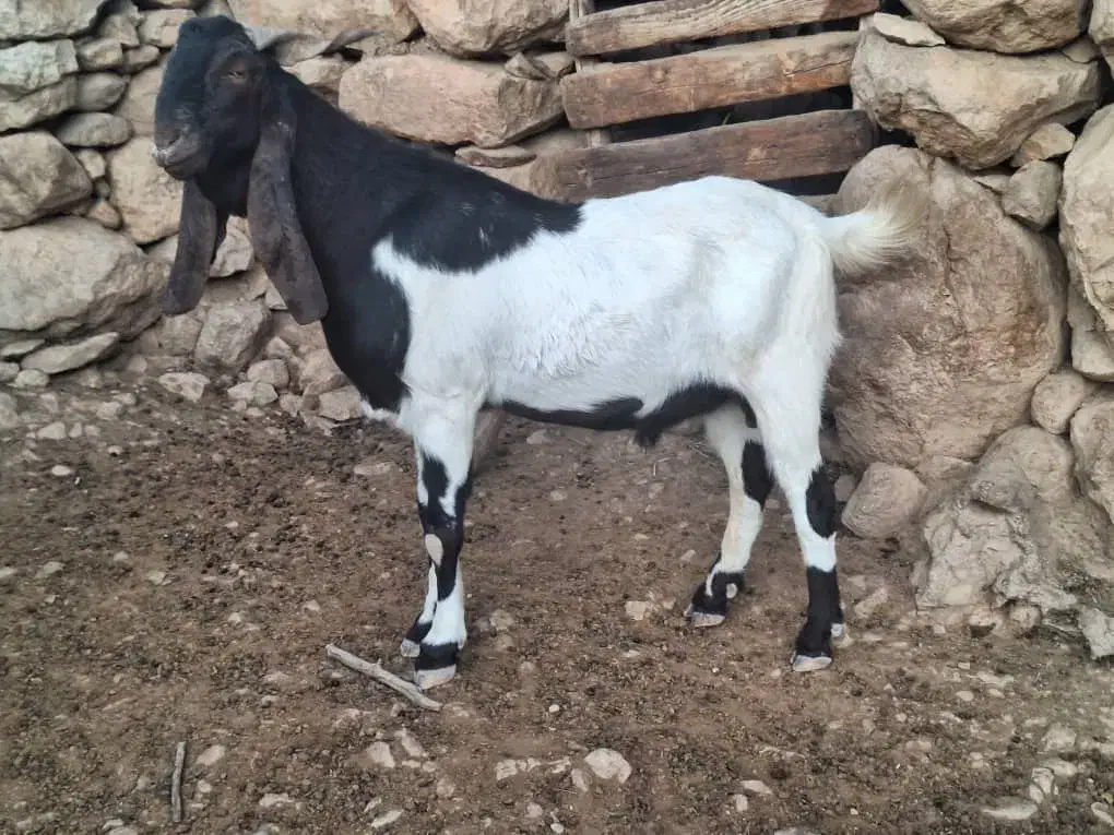 تیشتر نر اصلی|حیوانات مزرعه|مسجد سلیمان, |دیوار