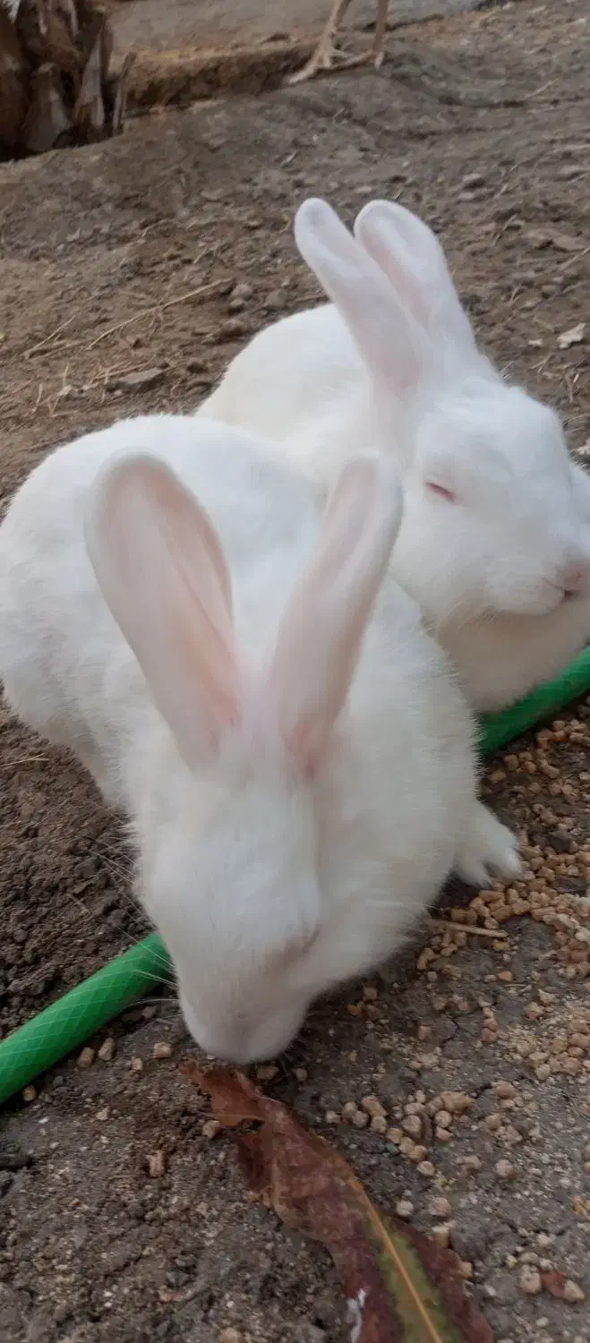 خرگوش|موش و خرگوش|میناب, |دیوار