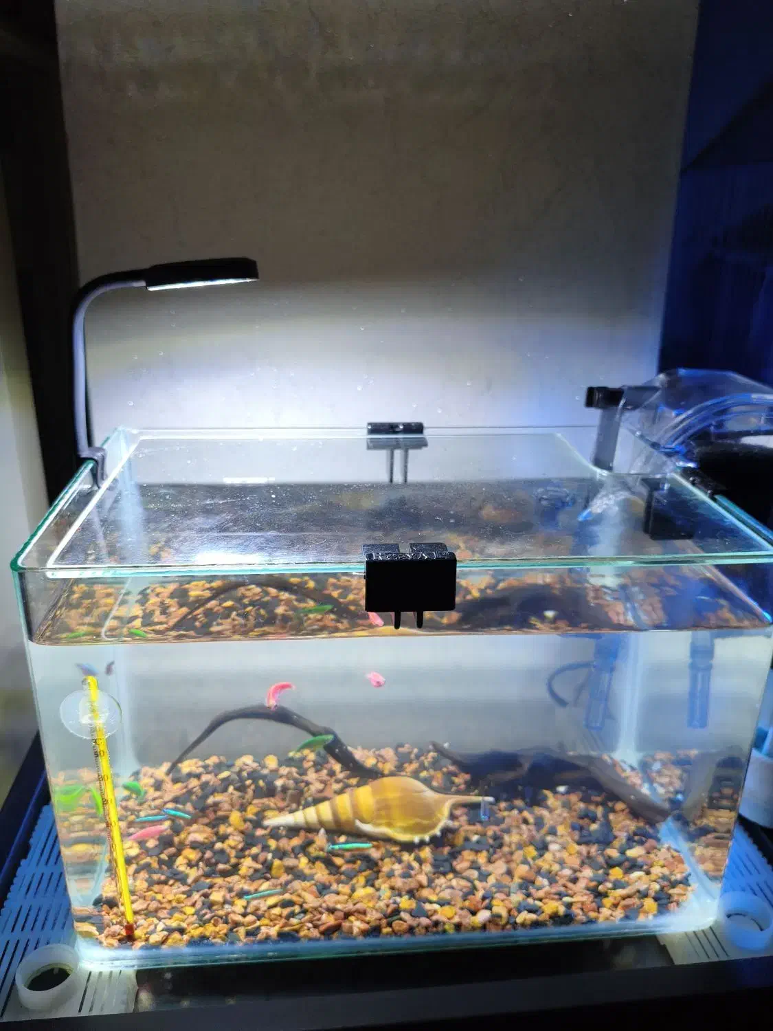 آکواریوم 30*20*20 و ماهی|ماهی|کهریزک, |دیوار