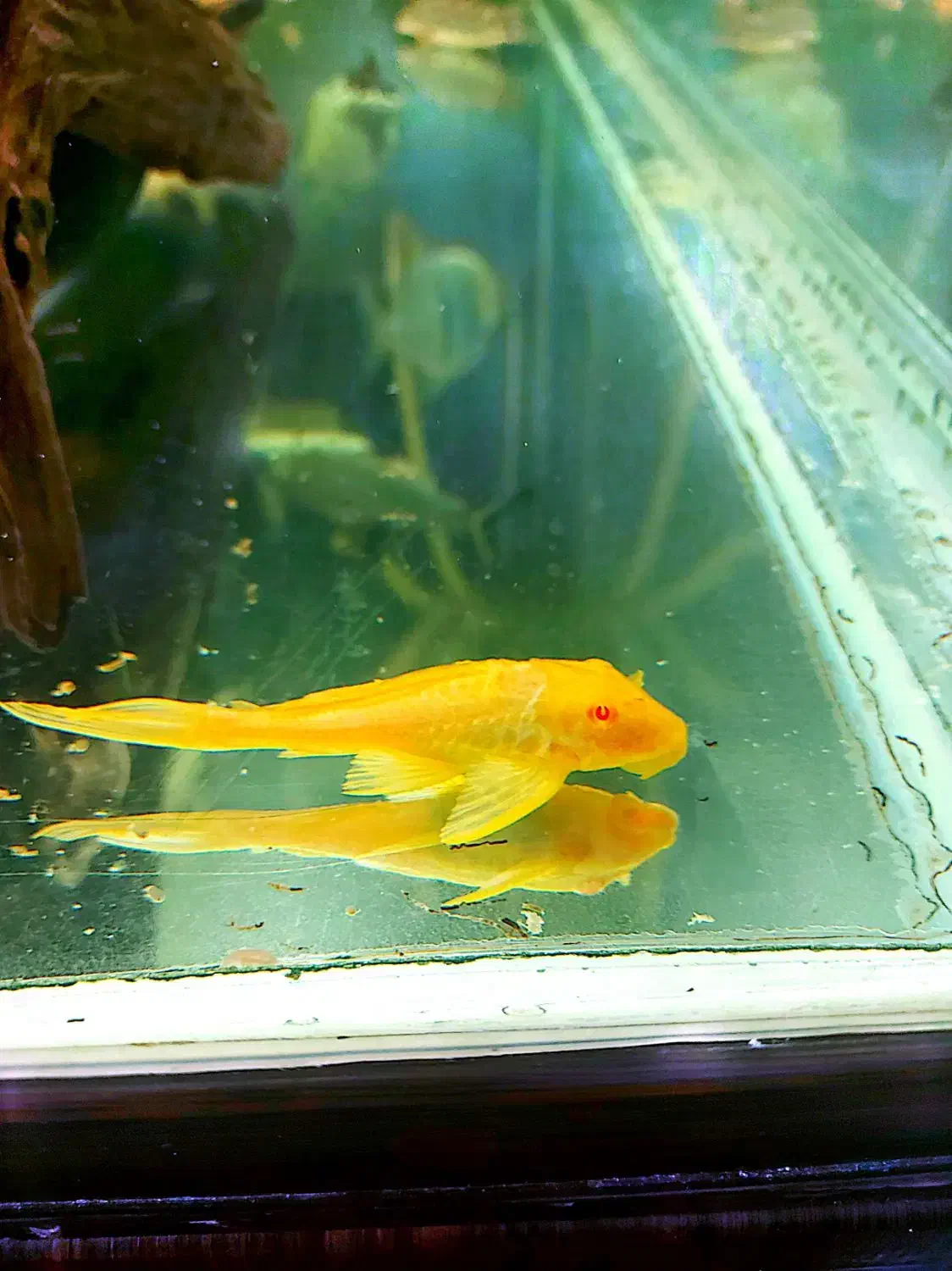 کت سلفین|ماهی|تهران, قیام|دیوار