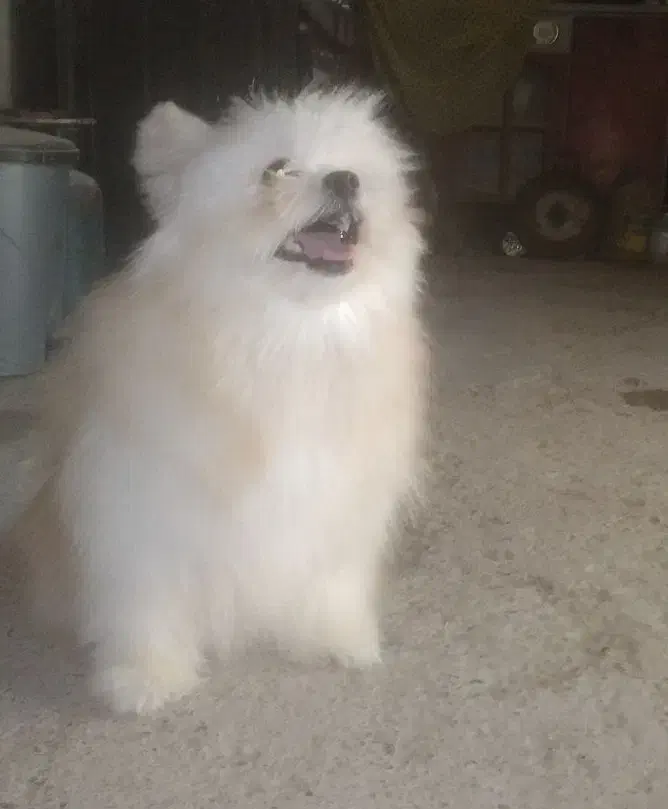 سگ فروشی|سگ|میناب, |دیوار