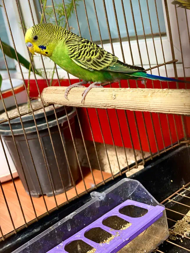 مرغ عشق|پرنده|اردبیل, |دیوار