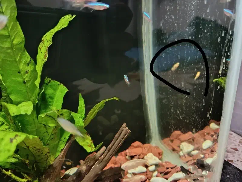 بچه ماهی رایگان|ماهی|شیراز, شهرک مهرگان|دیوار